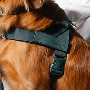Piece Dog Walking Set – Harness, Collar, Bungee Leash & Poop Bag Dispenser ｜ Easy On & Off, Lightweight, Chafe-Free & No-Pull