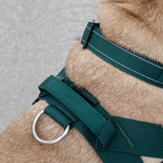 Piece Dog Walking Set – Harness, Collar, Bungee Leash & Poop Bag Dispenser ｜ Easy On & Off, Lightweight, Chafe-Free & No-Pull