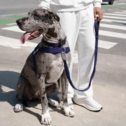 Piece Dog Walking Set – Harness, Collar, Bungee Leash & Poop Bag Dispenser ｜ Easy On & Off, Lightweight, Chafe-Free & No-Pull