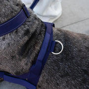 Piece Dog Walking Set – Harness, Collar, Bungee Leash & Poop Bag Dispenser ｜ Easy On & Off, Lightweight, Chafe-Free & No-Pull