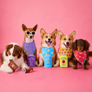 OLIPOP x TFD Crisp Apple Interactive Snuffle Dog Toy