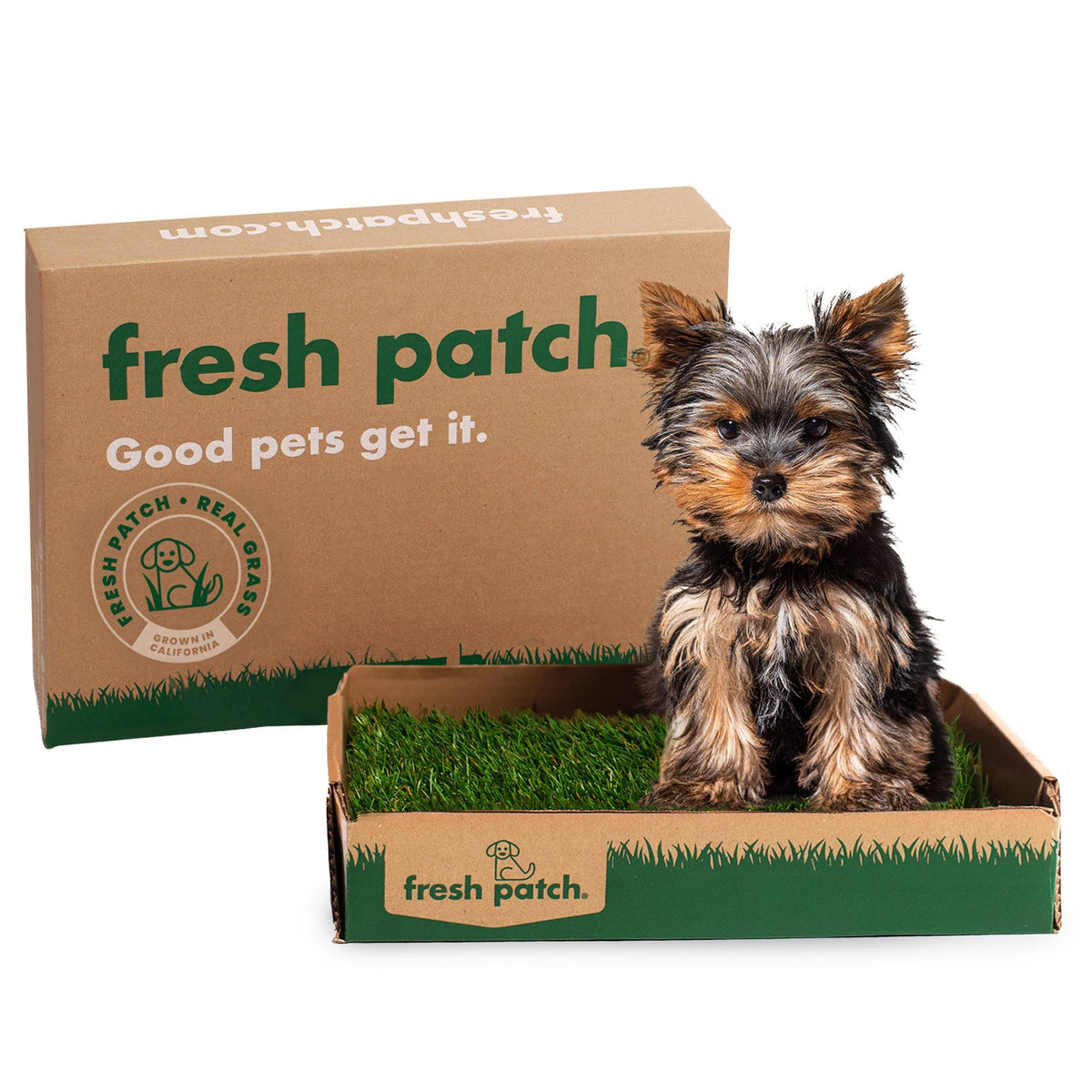 Fresh Patch (Mini)