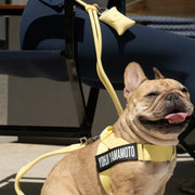 Hands Free Leash + Poop Bag Holder