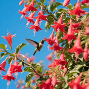 🐦"Hummingbird Carpet"🌸Epilobium garrettii – Rainbow Burst 🌈