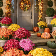 🔥 50% OFF Today Only 🔥 - Artificial Outdoor Mums Flowers - UV resistant. Waterproof. Windproof🌼