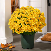 🔥 50% OFF Today Only 🔥 - Artificial Outdoor Mums Flowers - UV resistant. Waterproof. Windproof🌼