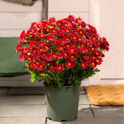 🔥 50% OFF Today Only 🔥 - Artificial Outdoor Mums Flowers - UV resistant. Waterproof. Windproof🌼