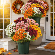 🔥 50% OFF Today Only 🔥 - Artificial Outdoor Mums Flowers - UV resistant. Waterproof. Windproof🌼