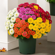 🔥 50% OFF Today Only 🔥 - Artificial Outdoor Mums Flowers - UV resistant. Waterproof. Windproof🌼