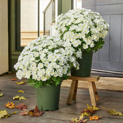 🔥 50% OFF Today Only 🔥 - Artificial Outdoor Mums Flowers - UV resistant. Waterproof. Windproof🌼