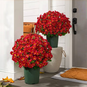 🔥 50% OFF Today Only 🔥 - Artificial Outdoor Mums Flowers - UV resistant. Waterproof. Windproof🌼