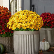 🔥 50% OFF Today Only 🔥 - Artificial Outdoor Mums Flowers - UV resistant. Waterproof. Windproof🌼