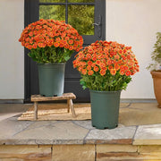 🔥 50% OFF Today Only 🔥 - Artificial Outdoor Mums Flowers - UV resistant. Waterproof. Windproof🌼