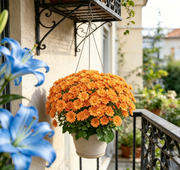 🔥 50% OFF Today Only 🔥 - Artificial Outdoor Mums Flowers - UV resistant. Waterproof. Windproof🌼
